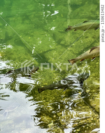 Rainbow Trout Swimming in Clear Green River Water in Carpathians Rainbow Trout Swimming in Clear Green River Water in Carpathians 138613482