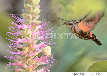 ミカエリソウの花を吸蜜中のホシホウジャク ミカエリソウの花を吸蜜中のホシホウジャク 138613558