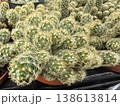 Beautiful collection of diverse cacti in bright nursery setting 138613814
