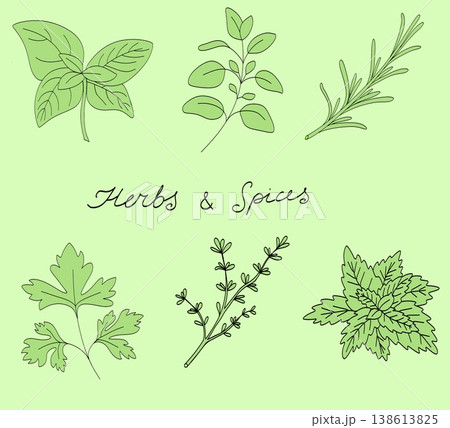 Fresh herbs set, hand drawn botanical line art illustration on green background Fresh herbs set, hand drawn botanical line art illustration on green background 138613825