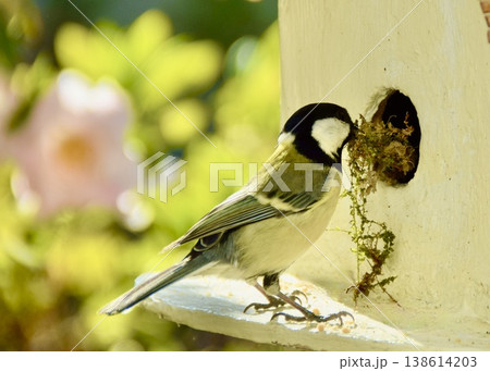 　春の庭。巣箱に巣材を運ぶシジュウカラ。　 138614203