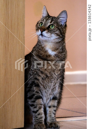 striped domestic cat with green eyes is sitting on an armchair or sofa. inquisitive pet posing.  138614342