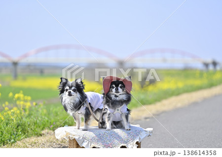 2匹のチワワと春のお散歩 (埼玉県・鴻巣市・コスモスアリーナふきあげ) 2匹のチワワと春のお散歩 (埼玉県・鴻巣市・コスモスアリーナふきあげ) 138614358