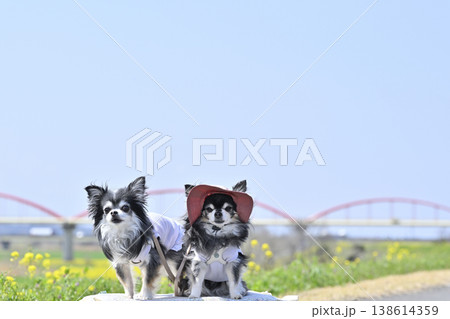 2匹のチワワと春のお散歩　（埼玉県・鴻巣市・コスモスアリーナふきあげ） 138614359