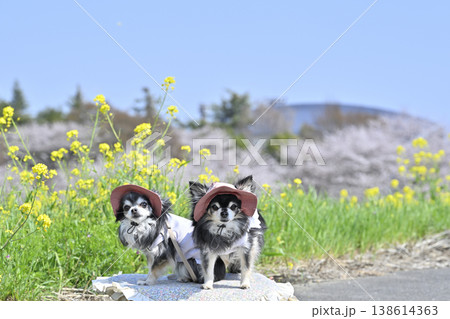 お揃いのファッション　2匹のチワワと春のお散歩　（埼玉県・鴻巣市・コスモスアリーナふきあげ） 138614363