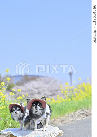 お揃いのファッション 2匹のチワワと春のお散歩 (埼玉県・鴻巣市・コスモスアリーナふきあげ) お揃いのファッション 2匹のチワワと春のお散歩 (埼玉県・鴻巣市・コスモスアリーナふきあげ) 138614366