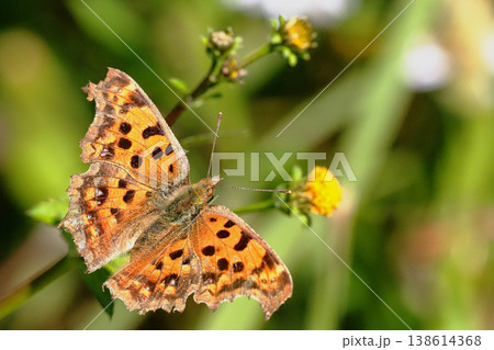 コセンダングサグサに止まるキタテハ 138614368