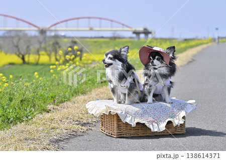 2匹のチワワと春のお散歩　（埼玉県・鴻巣市・コスモスアリーナふきあげ） 138614371