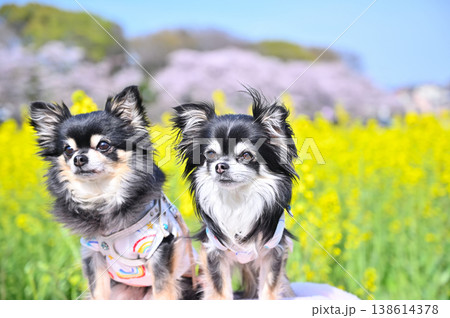お揃いのファッション 2匹のチワワと春のお散歩 (埼玉県・鴻巣市・コスモスアリーナふきあげ) お揃いのファッション 2匹のチワワと春のお散歩 (埼玉県・鴻巣市・コスモスアリーナふきあげ) 138614378