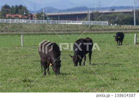 牧草地で放牧する黒毛牛 牧草地で放牧する黒毛牛 138614387