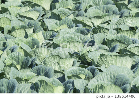 キャベツ畑の新鮮な野菜 138614400