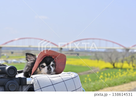 紫外線対策の帽子を被ってペットカートでのんびり散歩　高齢犬　チワワ　 138614531