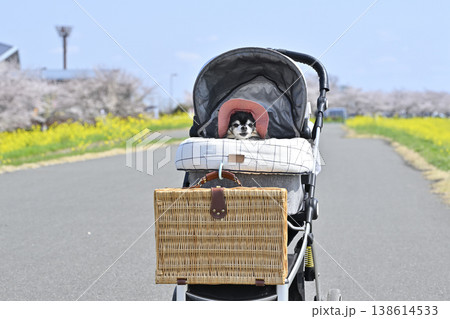 紫外線対策の帽子を被ってペットカートでのんびり散歩 高齢犬 チワワ 紫外線対策の帽子を被ってペットカートでのんびり散歩 高齢犬 チワワ 138614533