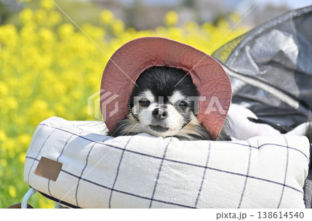 紫外線対策の帽子を被ってペットカートでのんびり散歩 高齢犬 チワワ 紫外線対策の帽子を被ってペットカートでのんびり散歩 高齢犬 チワワ 138614540