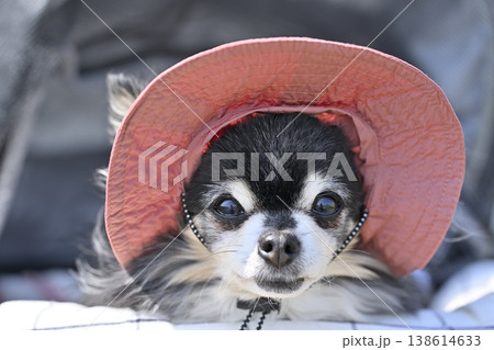 紫外線対策用の帽子を被る愛犬の顔のアップ　目　涙焼け　白内障 138614633
