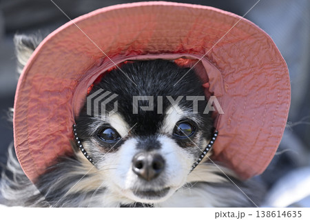 紫外線対策用の帽子を被る愛犬の顔のアップ　目　涙焼け　白内障 138614635