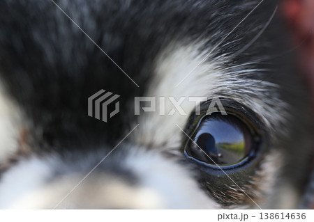 紫外線対策用の帽子を被る愛犬の顔のアップ 目 涙焼け 白内障 紫外線対策用の帽子を被る愛犬の顔のアップ 目 涙焼け 白内障 138614636