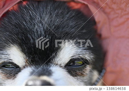 紫外線対策用の帽子を被る愛犬の顔のアップ 目 涙焼け 白内障 紫外線対策用の帽子を被る愛犬の顔のアップ 目 涙焼け 白内障 138614638