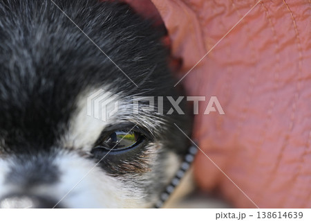 紫外線対策用の帽子を被る愛犬の顔のアップ 目 涙焼け 白内障 紫外線対策用の帽子を被る愛犬の顔のアップ 目 涙焼け 白内障 138614639