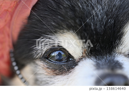 紫外線対策用の帽子を被る愛犬の顔のアップ　目　涙焼け　白内障 138614640