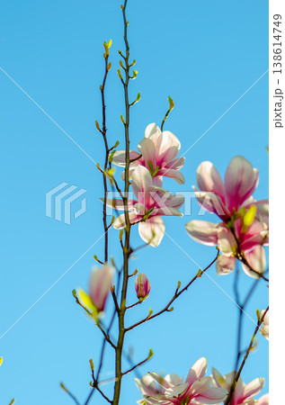 Pink magnolia with delicate petals blooms against a clear blue spring sky. 138614749