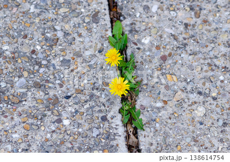 Two dandelions break through a crack in concrete as a symbol of strength and survival. Two dandelions break through a crack in concrete as a symbol of strength and survival. 138614754