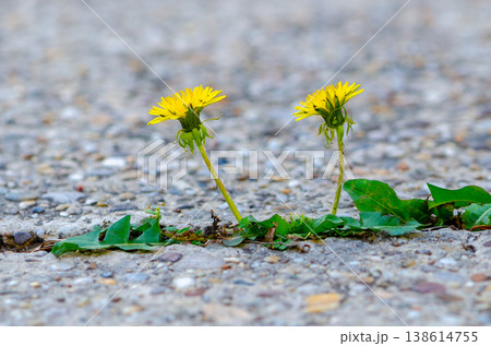 Dandelions on pavement as a symbol of persistence grow despite the harsh urban environment. Dandelions on pavement as a symbol of persistence grow despite the harsh urban environment. 138614755