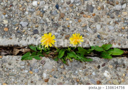 Two dandelions in a concrete crack from above create a graphic spring natural accent. Two dandelions in a concrete crack from above create a graphic spring natural accent. 138614756
