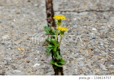 Two dandelions grow in a crack of concrete among stones and urban environment. Two dandelions grow in a crack of concrete among stones and urban environment. 138614757