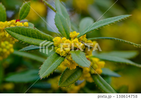 Yellow mahonia with spiky leaves and dense inflorescences shown in close up. Yellow mahonia with spiky leaves and dense inflorescences shown in close up. 138614758