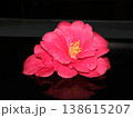 水滴の付いた赤い椿の花 黒背景 水滴の付いた赤い椿の花 黒背景 138615207
