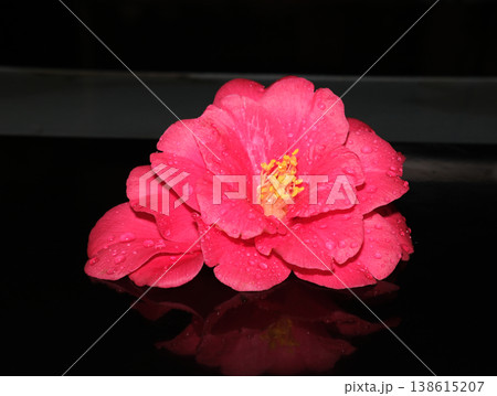 水滴の付いた赤い椿の花 黒背景 水滴の付いた赤い椿の花 黒背景 138615207