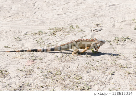 Reptile animal in nature. Wildlife zoo in jungle. Iguana lizard in tropical jungle. American iguana herbivorous lizard. Exotic iguana reptile. Exotic pet. Wildlife fauna. Large iguana tail Reptile animal in nature. Wildlife zoo in jungle. Iguana lizard in tropical jungle. American iguana herbivorous lizard. Exotic iguana reptile. Exotic pet. Wildlife fauna. Large iguana tail 138615314