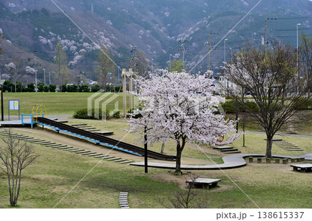 公園の桜 公園の桜 138615337