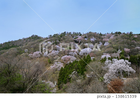 黒川桜の森　桜の風景 138615339