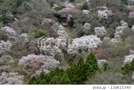 山の桜 138615340