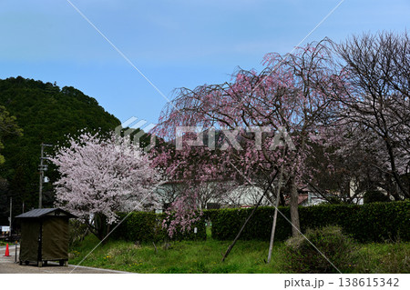 豊能町 桜の風景 豊能町 桜の風景 138615342