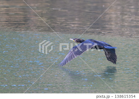 低空飛行するカワウ 138615354