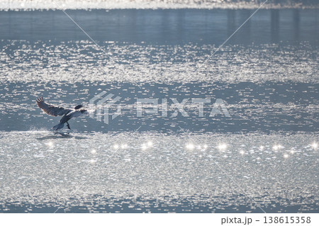 キラキラの湖面に着水するカワウのシルエット 138615358