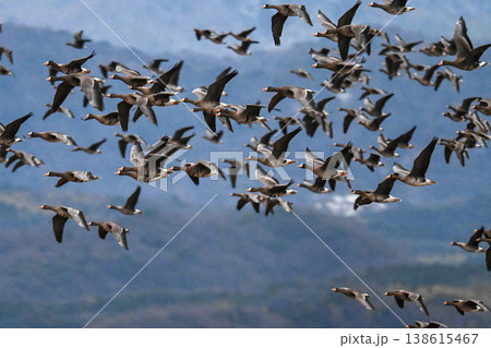 鴈の群れ　出雲平野 138615467