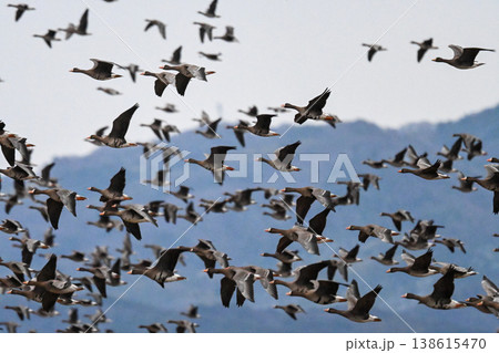 鴈の群れ 出雲平野 鴈の群れ 出雲平野 138615470
