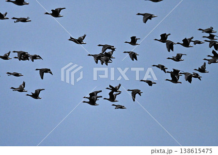 鴈の群れ　出雲平野 138615475