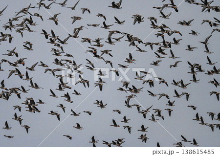 鴈の群れ　出雲平野 138615485