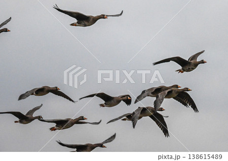 鴈の群れ　出雲平野 138615489