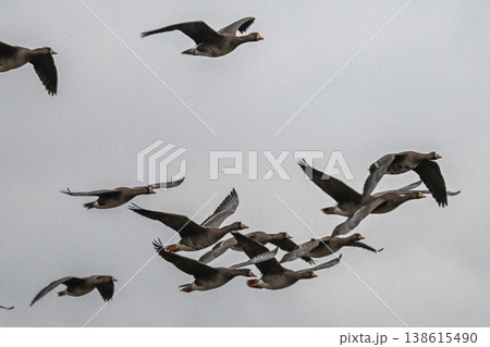 鴈の群れ 出雲平野 鴈の群れ 出雲平野 138615490