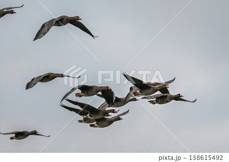 鴈の群れ　出雲平野 138615492