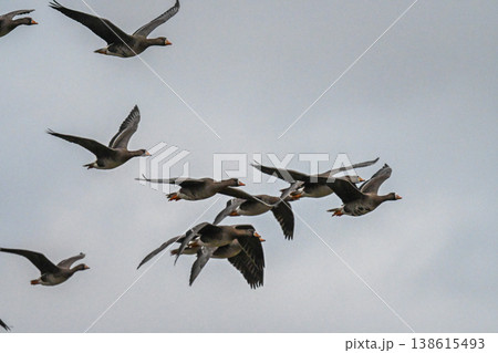 鴈の群れ　出雲平野 138615493