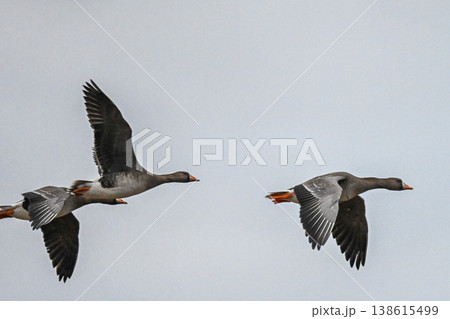 鴈の群れ　出雲平野 138615499