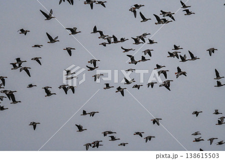 鴈の群れ　出雲平野 138615503