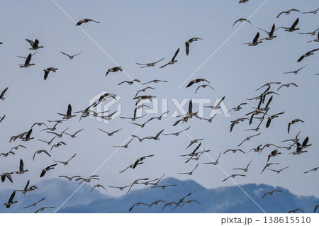 鴈の群れ　出雲平野 138615510